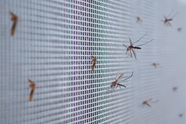 Stechmücke am Fliegengitter